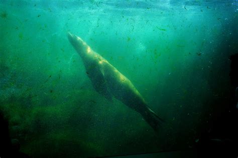 Sea Creatures Images Search Images On Everypixel