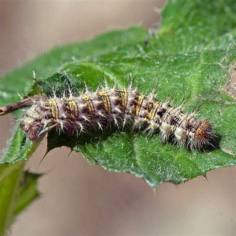 Painted Lady Caterpillar Vanessa Cardui Bugguidenet Painted