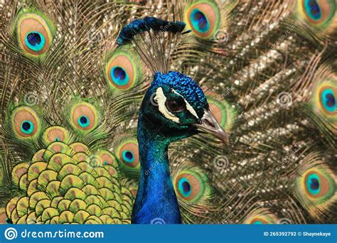 Close Up Of A Male Indian Peafowl Or Peacock Face Head And Neck With