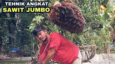 Tutorial Angkat Buah Sawit Besar 60 Kilo YouTube