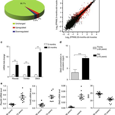 Starvation Induced Muscle Atrophy Did Not Depend On Dkk3 A