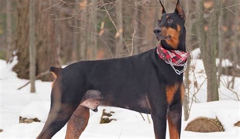 Doberman Pinscher Facts Health And Care