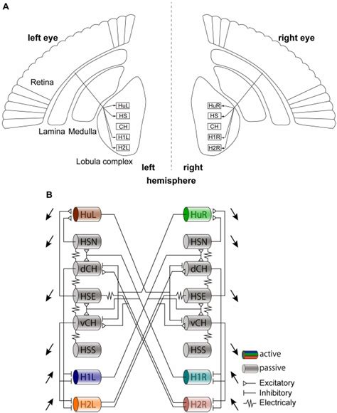 Schematic Diagrams Of The Fly Optic Lobe And Circuit Of Lptcs With