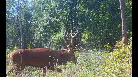 Video piège pendant le brame en forêt de Fontainebleau 1 YouTube