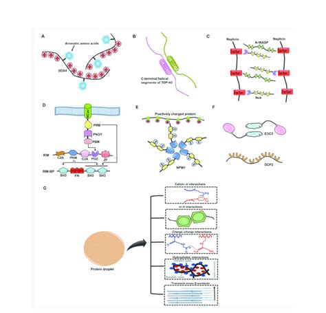 Different Modes Of Multivalent Interactions Driven By Modular Domains