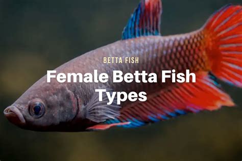 Female Betta Fish Types - The Aqua Advisor