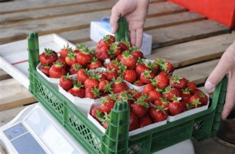 S E Fr Chtchen Erdbeeren Selbst Pfl Cken In Stuttgart Und Region