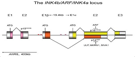 Aberrant Expression Of P14ARF In Human Cancers A New Biomar Tumor