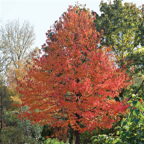 Fast Growing Trees For Impatient Gardeners Fine Gardening