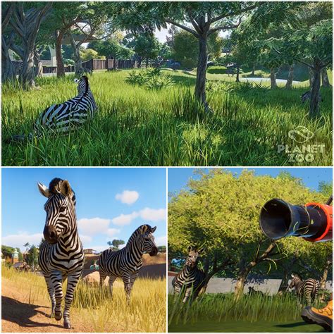 Zebra exhibit in Planet Zoo (Different Terrains and Biomes) : r/PlanetZoo