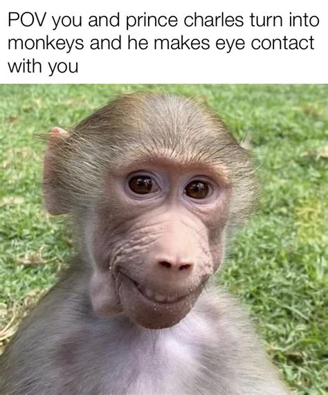 A Monkey Looks More Like Prince Charles Than Prince Charles Rmemes