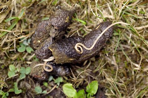 Parasitic worm in dog faeces - Stock Image - Z180/0234 - Science Photo ...