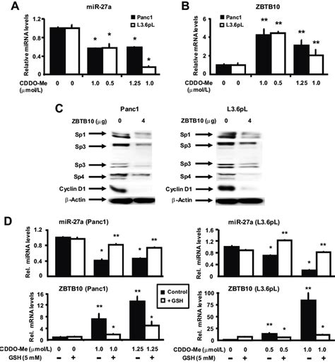 Effect Of Cddo Me On The Expression Mir A And Zbtb Mrna And Role Of