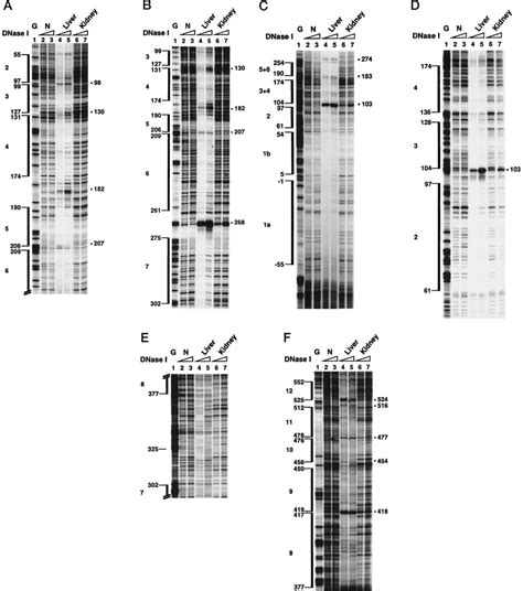 In Vivo Footprinting Analysis Of HCR 1 Nuclei Isolated From The Liver