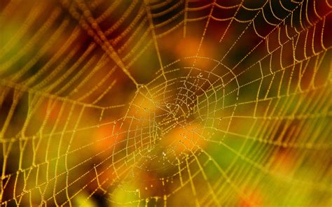 38 Spider Web Wallpapers Hd Wallpapersafari