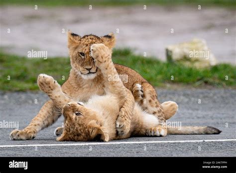 Two Of Seven New Lion Cubs In Their Enclosure At The West Midlands