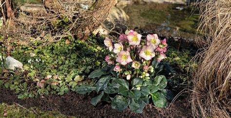 Hellebore Garden