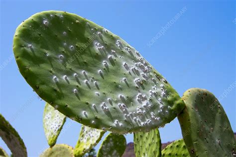 Cochineal Beetles On Prickly Pear Cactus Stock Image C035 4293