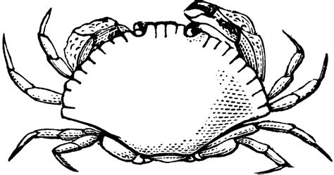 Crab Black And White Crab Clip Art Black And White Free Clipart Images