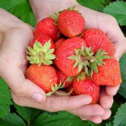 Cómo plantar fresas de una fresa correctamente Guía práctica Casetas