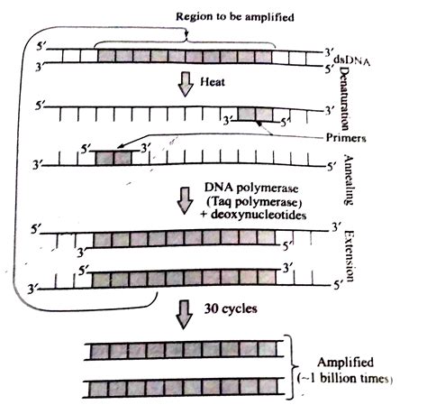 In The Three Step A B C Of Polymerase Chain Reaction Select The Cor