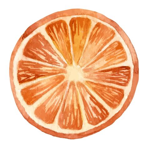 Premium Vector Watercolor Orange Slice