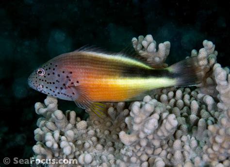 Hawkfish – image gallery | marine species information | diving photos ...