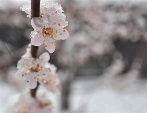 Flowers In The Snow Free Stock Photo - Public Domain Pictures