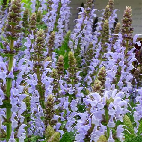 Salvia Nemorosa Bumblesky Sauge Des Bois Compacte Bleu P Le