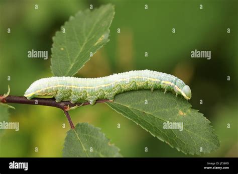 Pale Prominent Caterpillar Pterostoma Palpina Hi Res Stock Photography