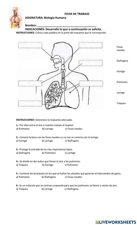 Hoja De Trabajo En Blanco Del Sistema Respiratorio