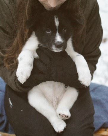 Karelian Bear Dog Puppies Behavior and Characteristics in Different ...