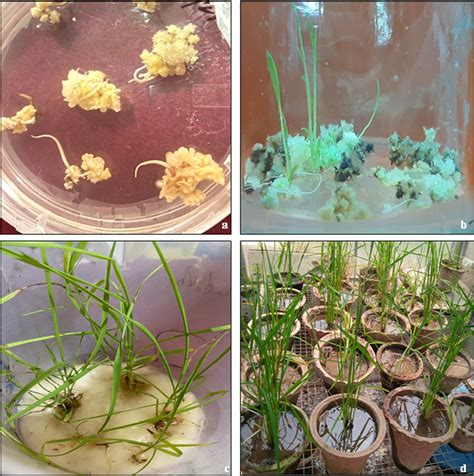 Genetic Transformation Of Callus Derived From Mature Kitaake Seeds
