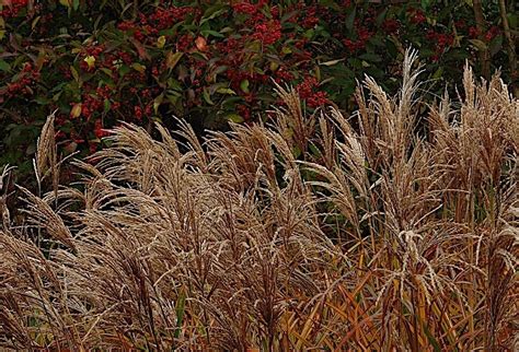 X Miscanthus Sinensis China Ziergras Gr Ser Stauden Winterhart