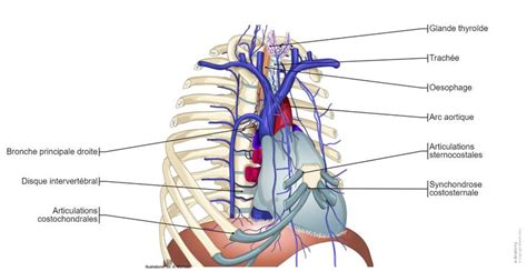 Médiastin Illustrations Anatomie Normale E Anatomy