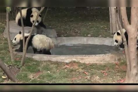 大熊猫宝宝碰瓷失败，不慎倒头翻落水池，连忙甩头跑走 水池 大熊猫 宝宝