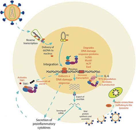 Frontiers Illuminating The Role Of Vpr In Hiv Infection Of Myeloid Cells