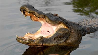 Gatorland Urlscan Io