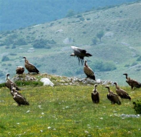 Riserva Orientata Del Monte Velino Disponibile Online La Bozza Del