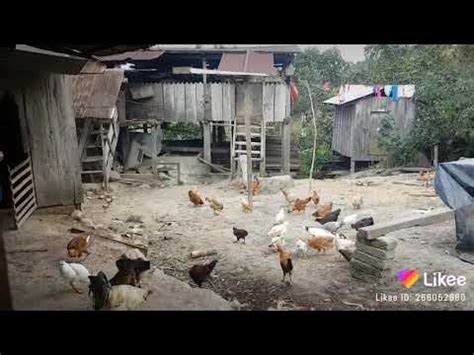 Dando De Comer A Las Gallinas Youtube