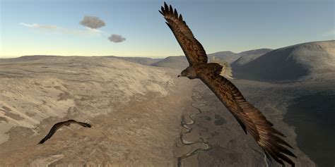 Aquila Bird Flight Simulator | GameCompanies.com