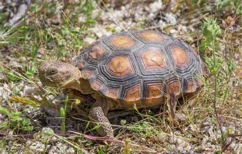 Baby Desert Tortoise Azherpphoto Flickr