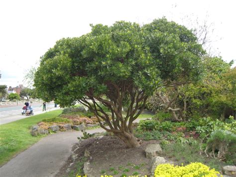 Arbutus Unedo Kilarney Strawberry Tree Uk Delivery