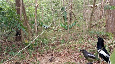 Mikat Burung Kacer Yang Datang Sekampung Semua Orang Youtube