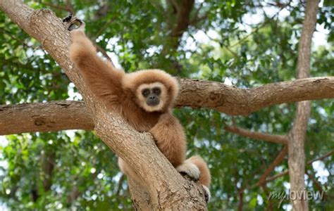 Gibbon à mains blanche dans la forêt équatoriale white handed pinturas