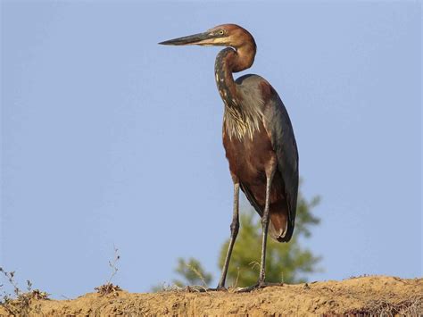 Goliath Heron Profile Traits Call Diet Habitat Breeding