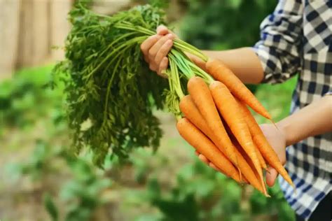 Guia Completo Para Plantar Cenoura Em Casa Folha Da Terra