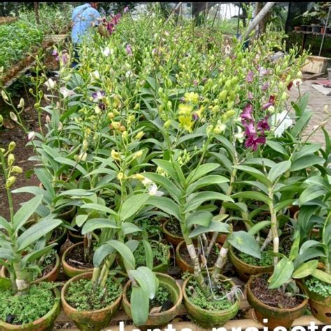 Jual Paket Tanaman Anggrek Dendrobium Sudah Berbunga Kenop Kab