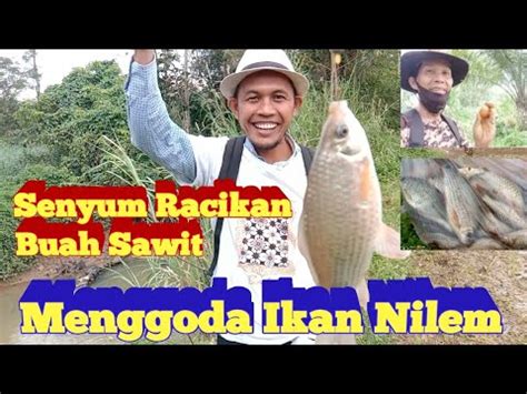 Pesta Strike Babon Nilem Pakai Racikan Umpan Buah Sawit Youtube