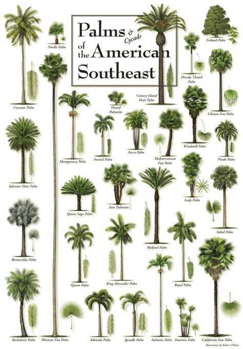 Diagram Types Of Palm Trees Palm Trees Types Different